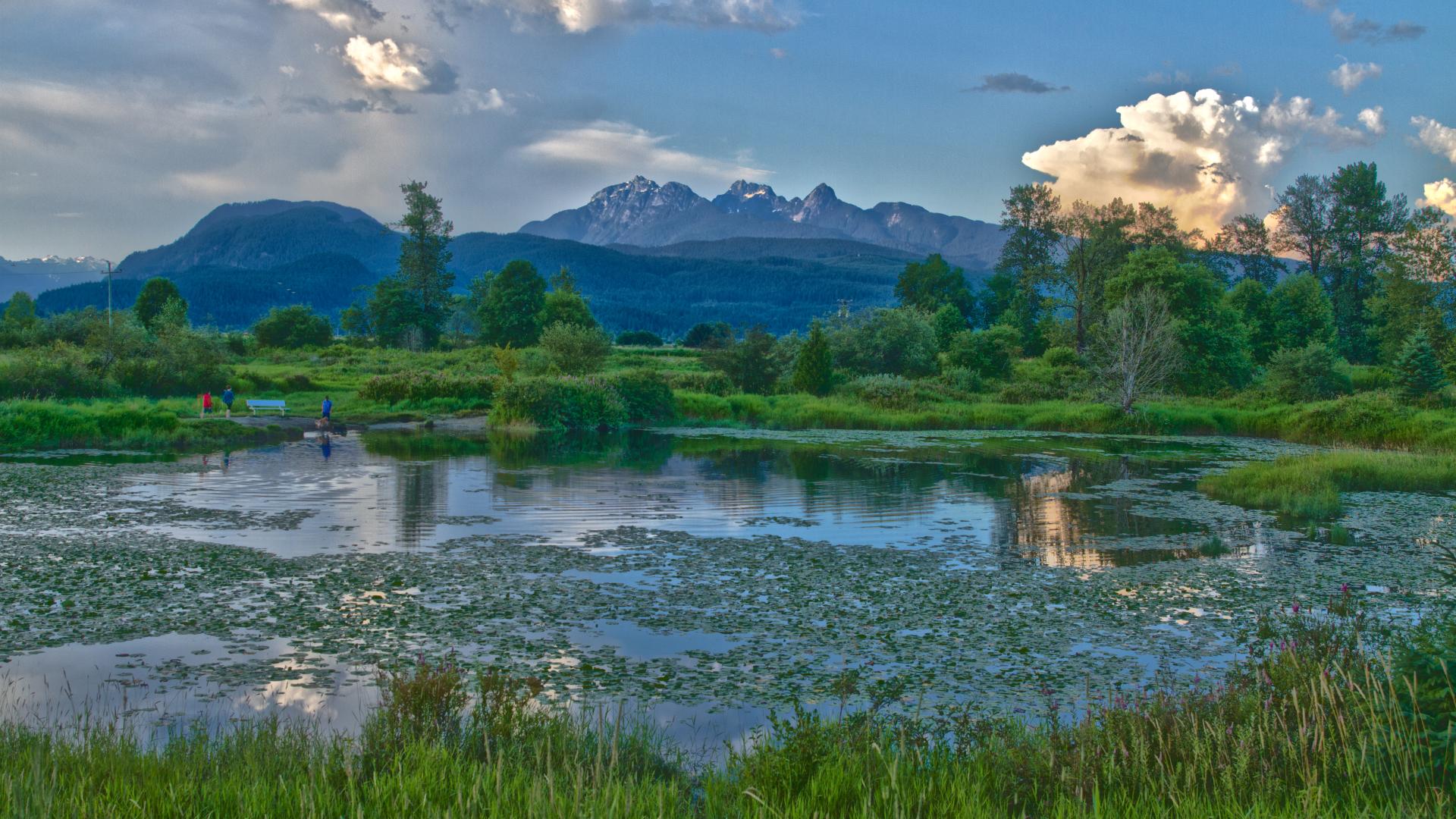 A pond with lots of plant life sits in a grassy meadow. In the distance, mountains rise.